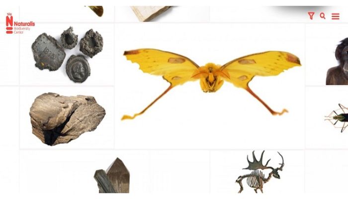 Naturalis